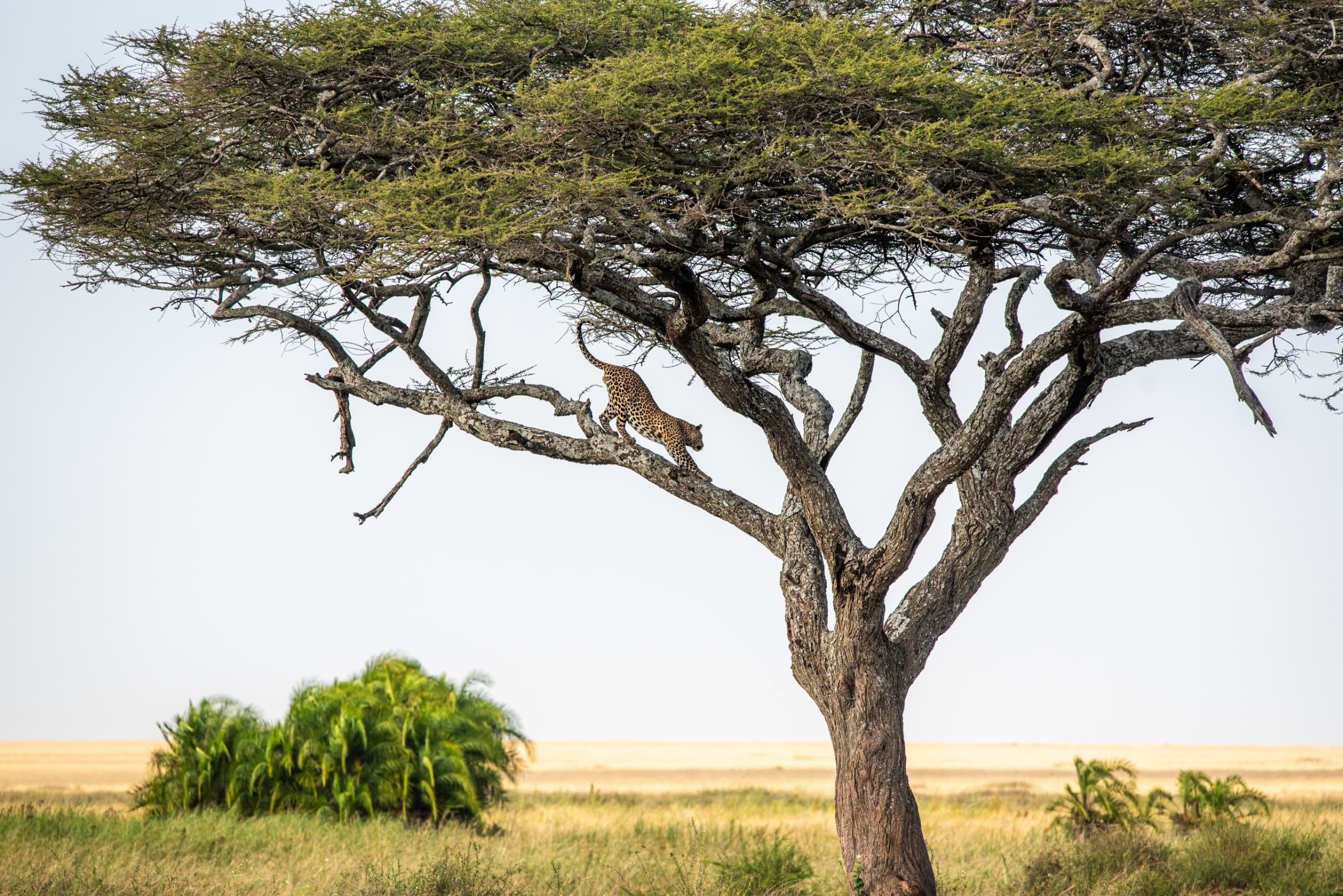Lake Manyara canopy walk Tanzania